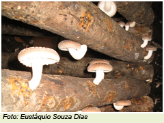 COMO FUNCIONA? COGUMELOS SHITAKE EM TORAS - LOCAL DE CULTIVO 