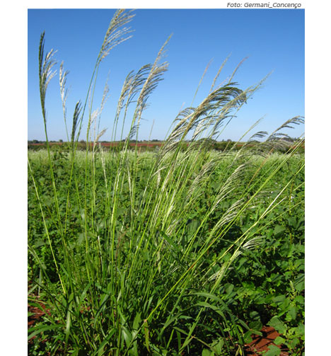 Plantas daninhas ganham espaço e requerem controle contínuo Jornal Plantas daninhas ganham espaço e requerem controle contínuo Jornal