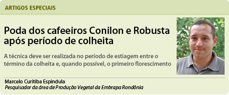 Poda dos cafeeiros Conilon e Robusta após período de colheita - Jornal Dia  de Campo