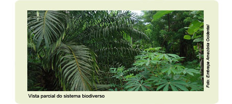 O dendê em sistemas agroflorestais enriquece o solo e armazena mais carbono