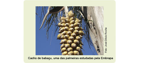 http://www.diadecampo.com.br/arquivos/image_bank/especiais/palma_DENTRO_2012571013.jpg